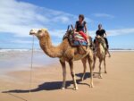 Balade à dos de chameau sur la plage d'Agadir